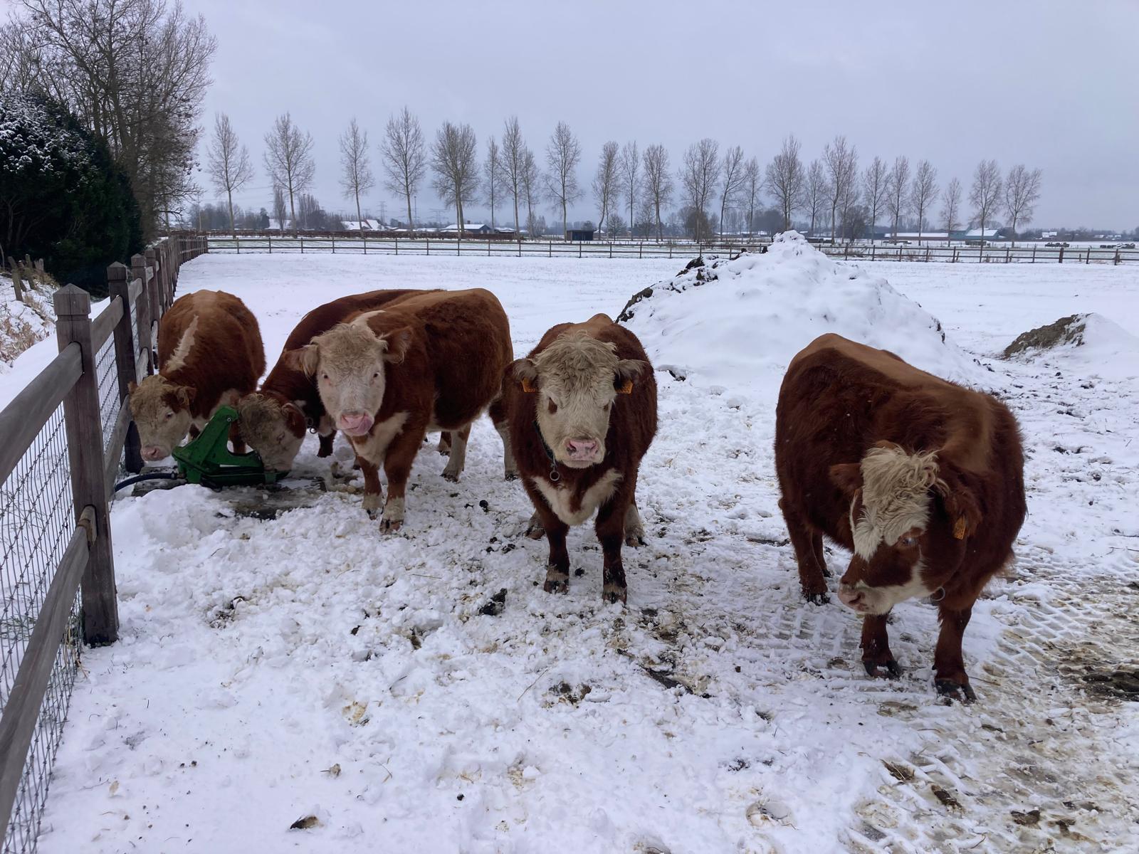 sneeuw