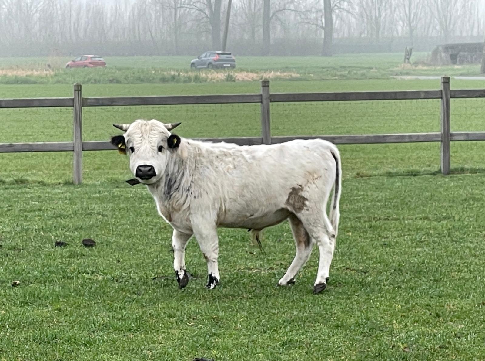 sneeuw